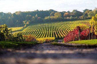 Wingert in Bad Bergzabern