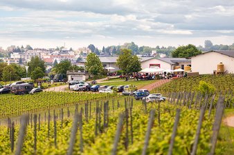 Unser Weingut am Liebfrauenberg
