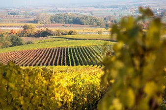 Wingert in Bad Bergzabern