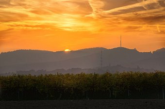 Sonnenuntergang an der südlichen Weinstraße