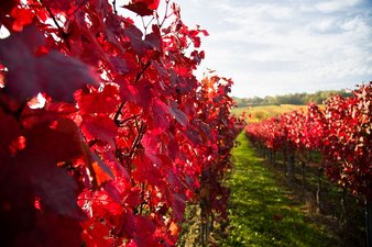 Rotwein Wingert